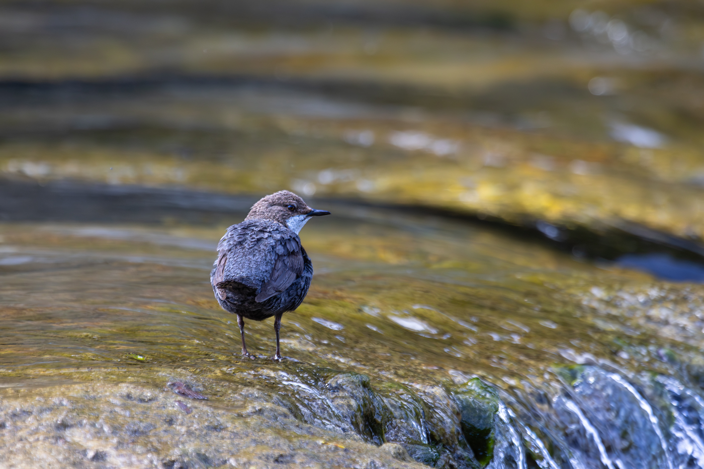 Wasseramsel