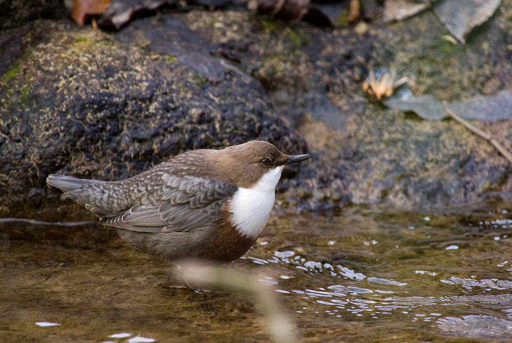 Wasseramsel