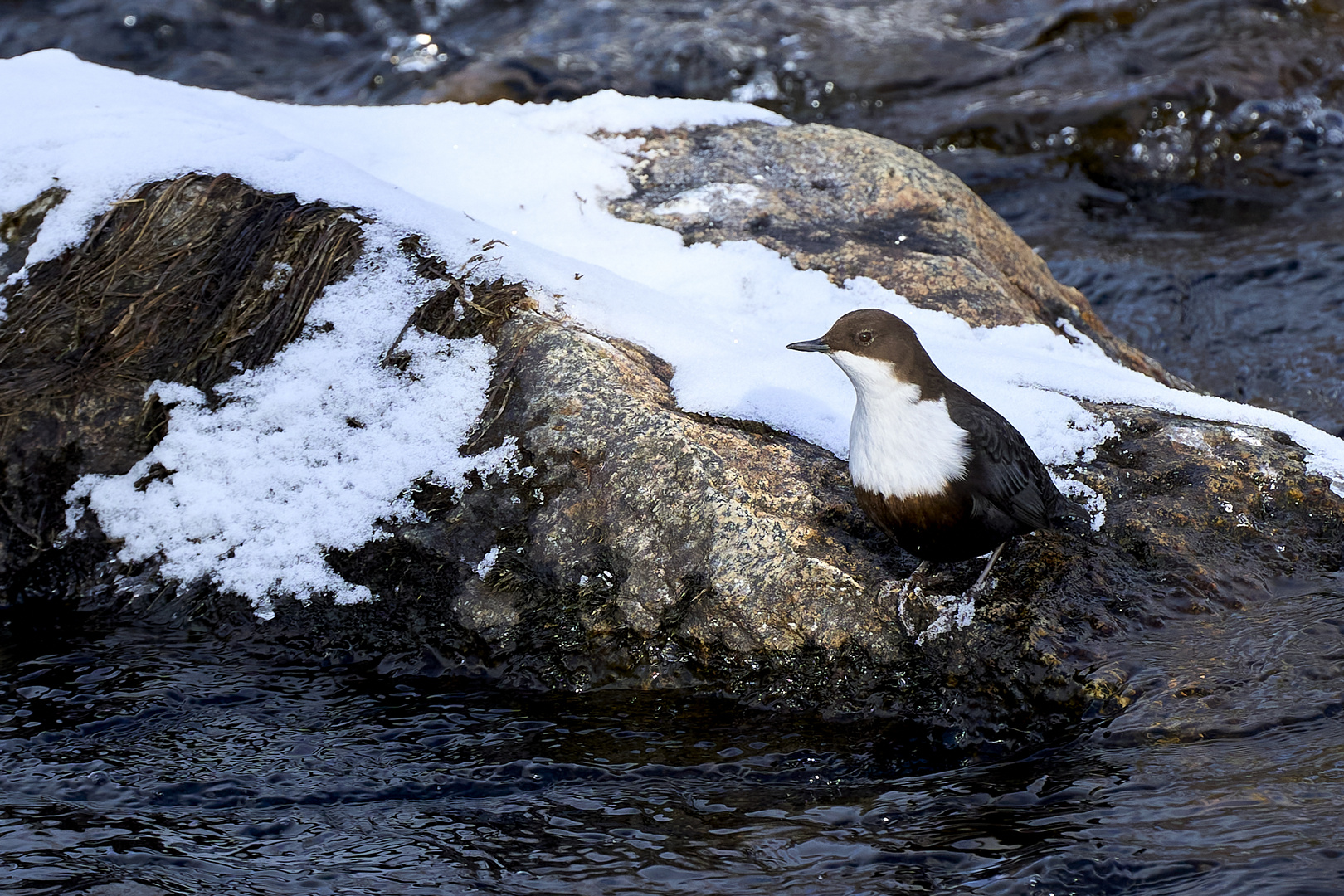 Wasseramsel