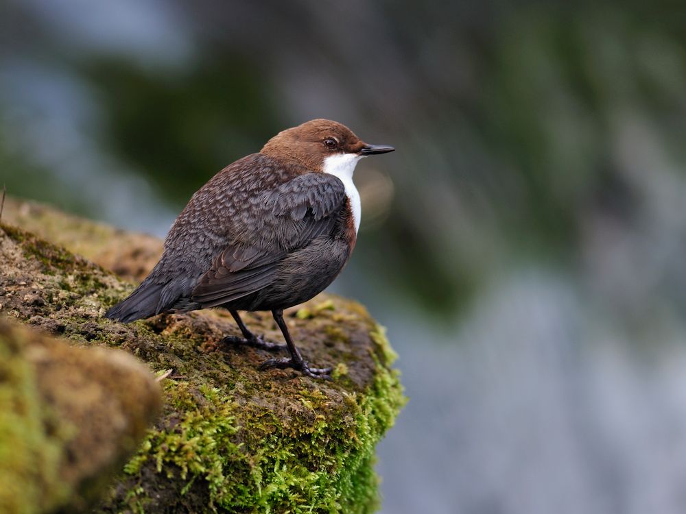 Wasseramsel