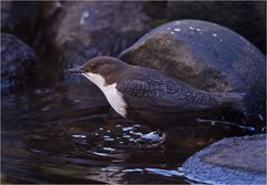 Wasseramsel