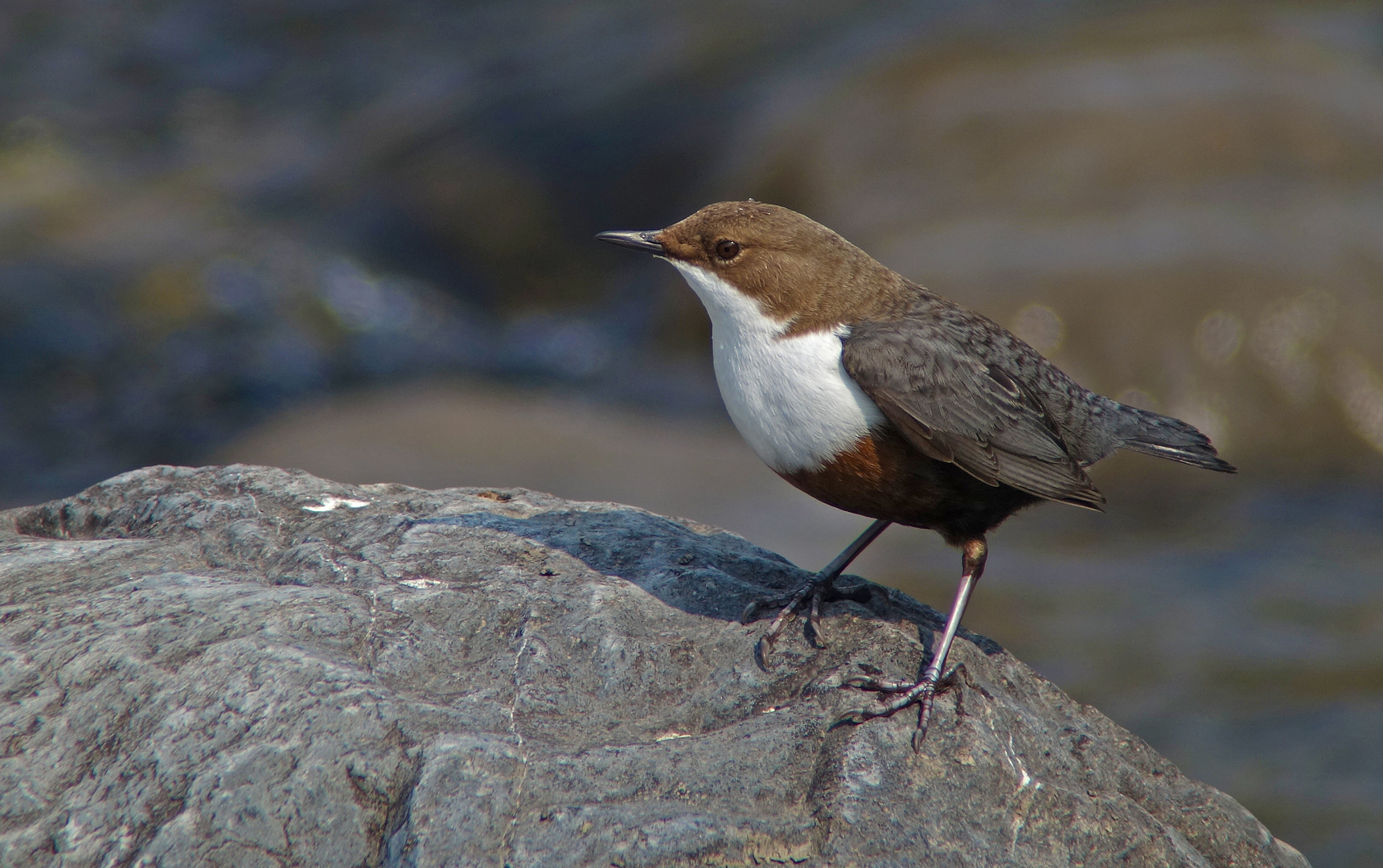 Wasseramsel