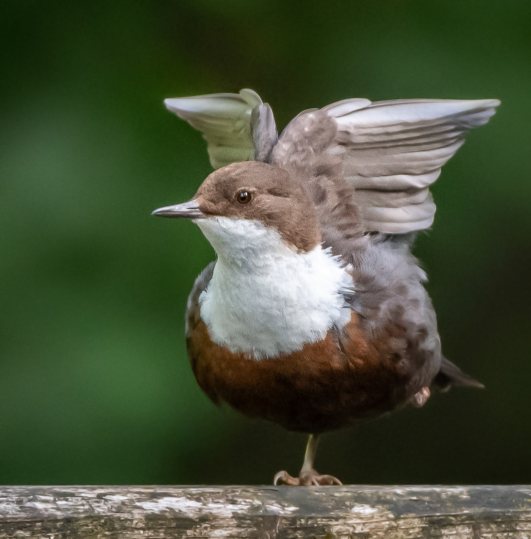 Wasseramsel