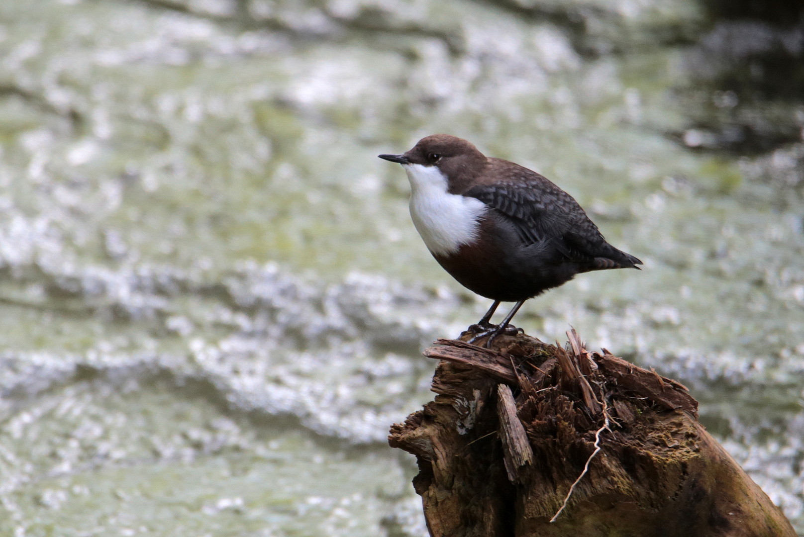 Wasseramsel