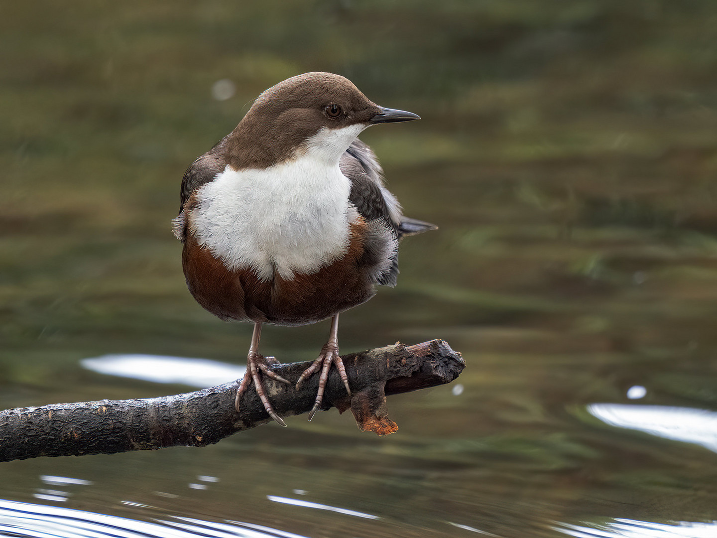 wasseramsel ...