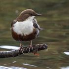 wasseramsel ...