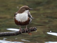 wasseramsel ...