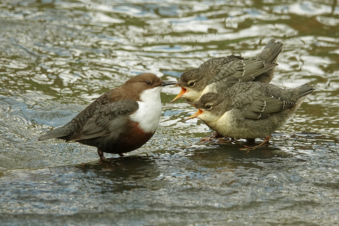 Wasseramsel