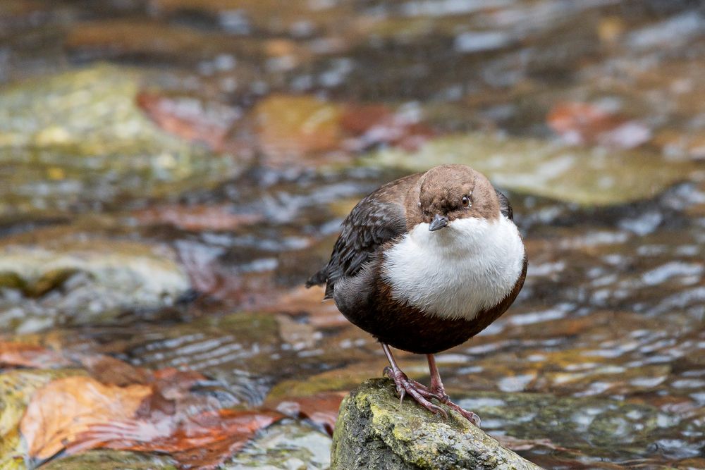 Wasseramsel