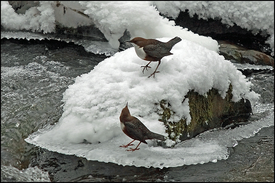 Wasseramsel