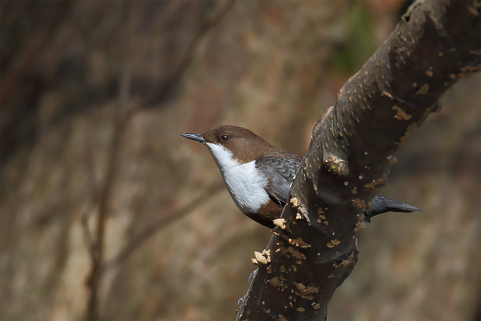 Wasseramsel