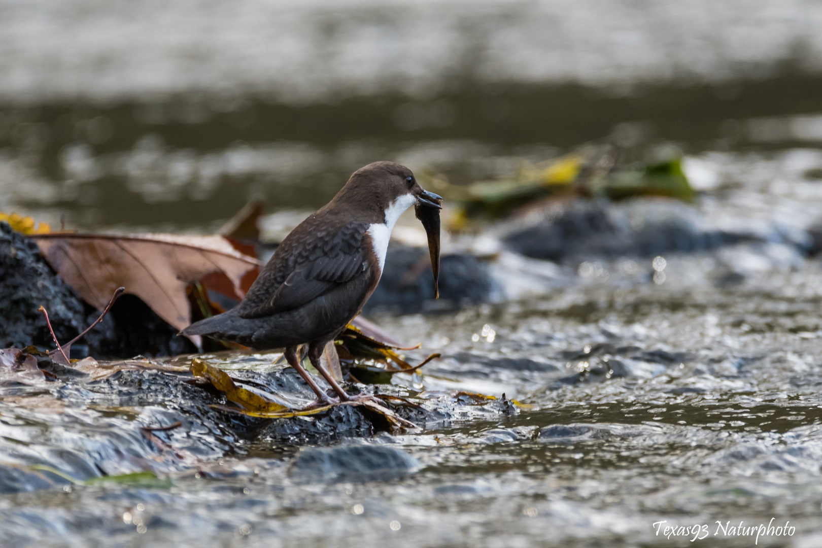 Wasseramsel fängt Fisch