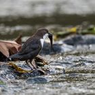 Wasseramsel fängt Fisch