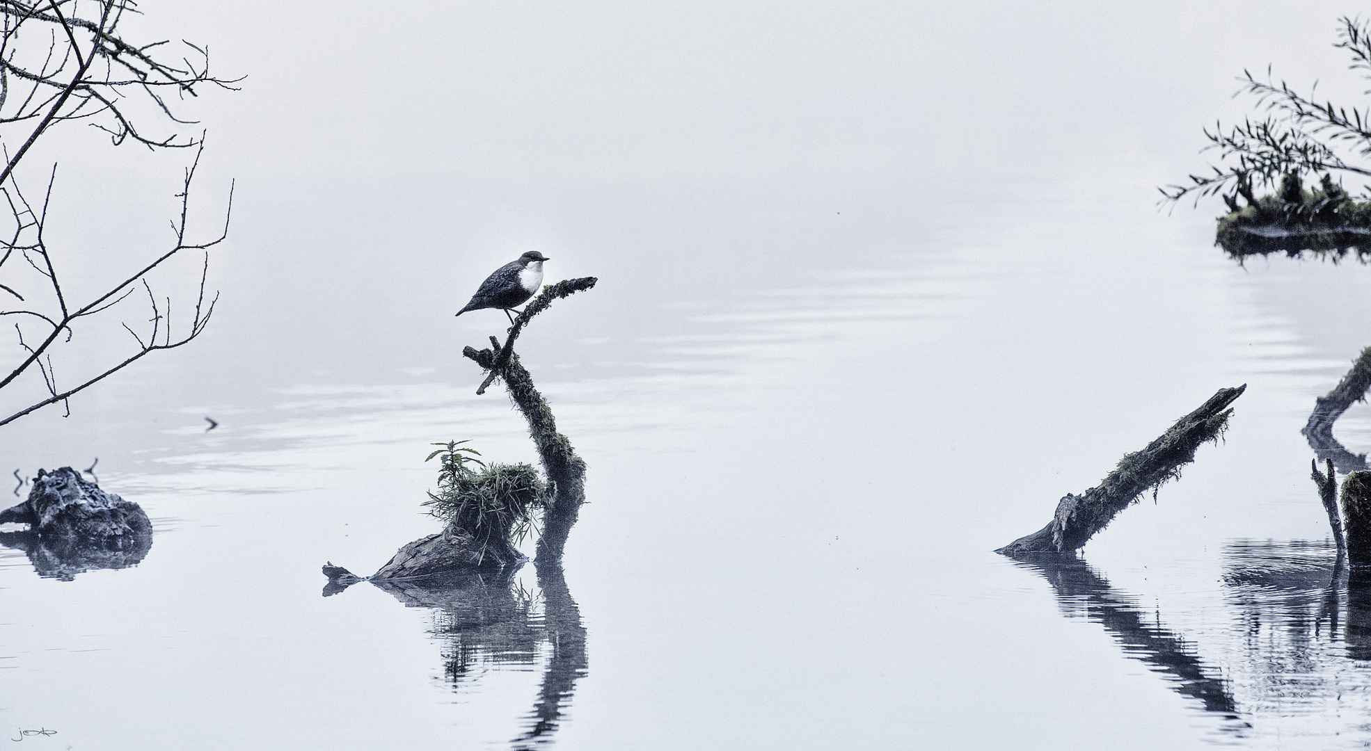 Wasseramsel