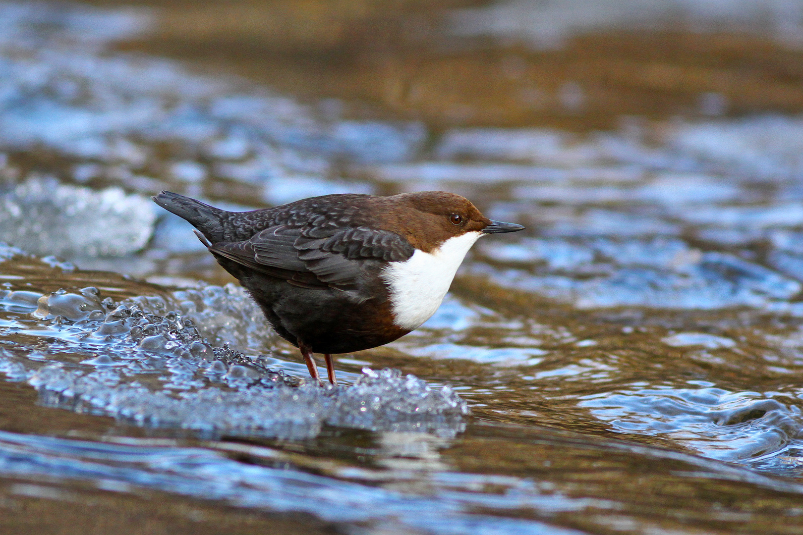 Wasseramsel