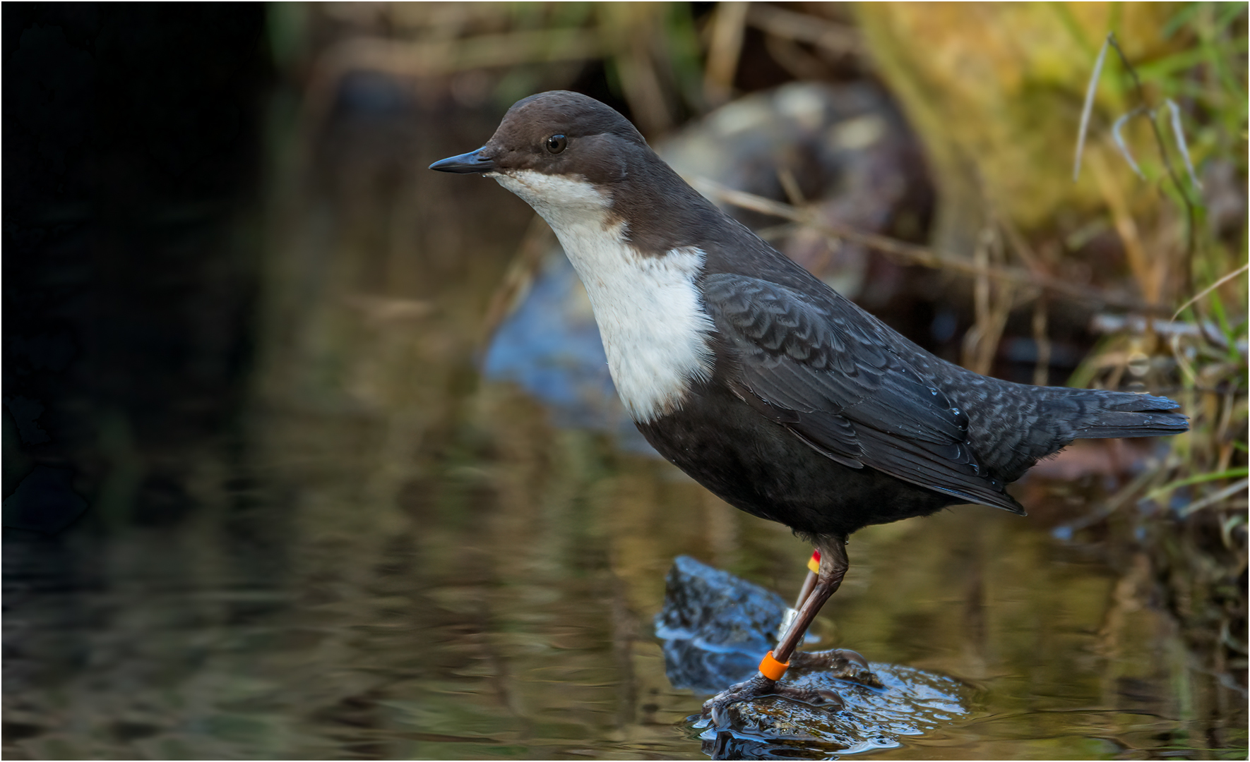 Wasseramsel