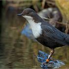 Wasseramsel