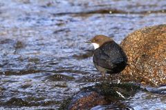 Wasseramsel 