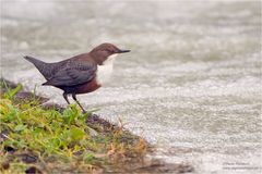 Wasseramsel