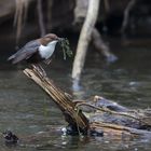 Wasseramsel-Fieber