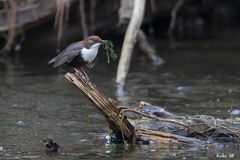 Wasseramsel-Fieber