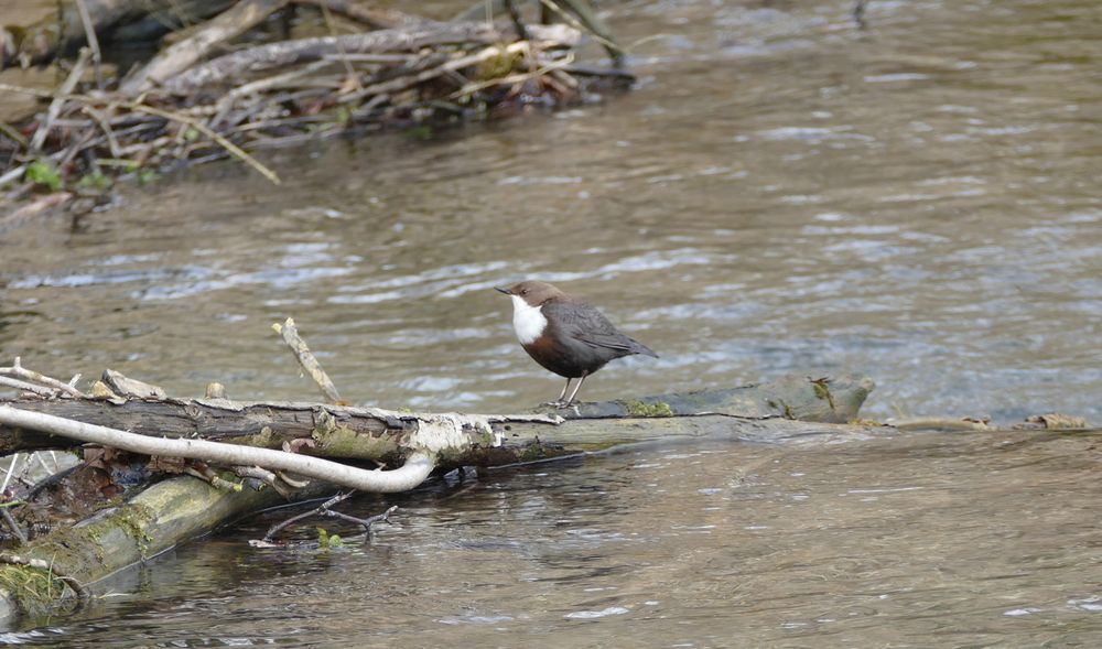 Wasseramsel - Filsursprung