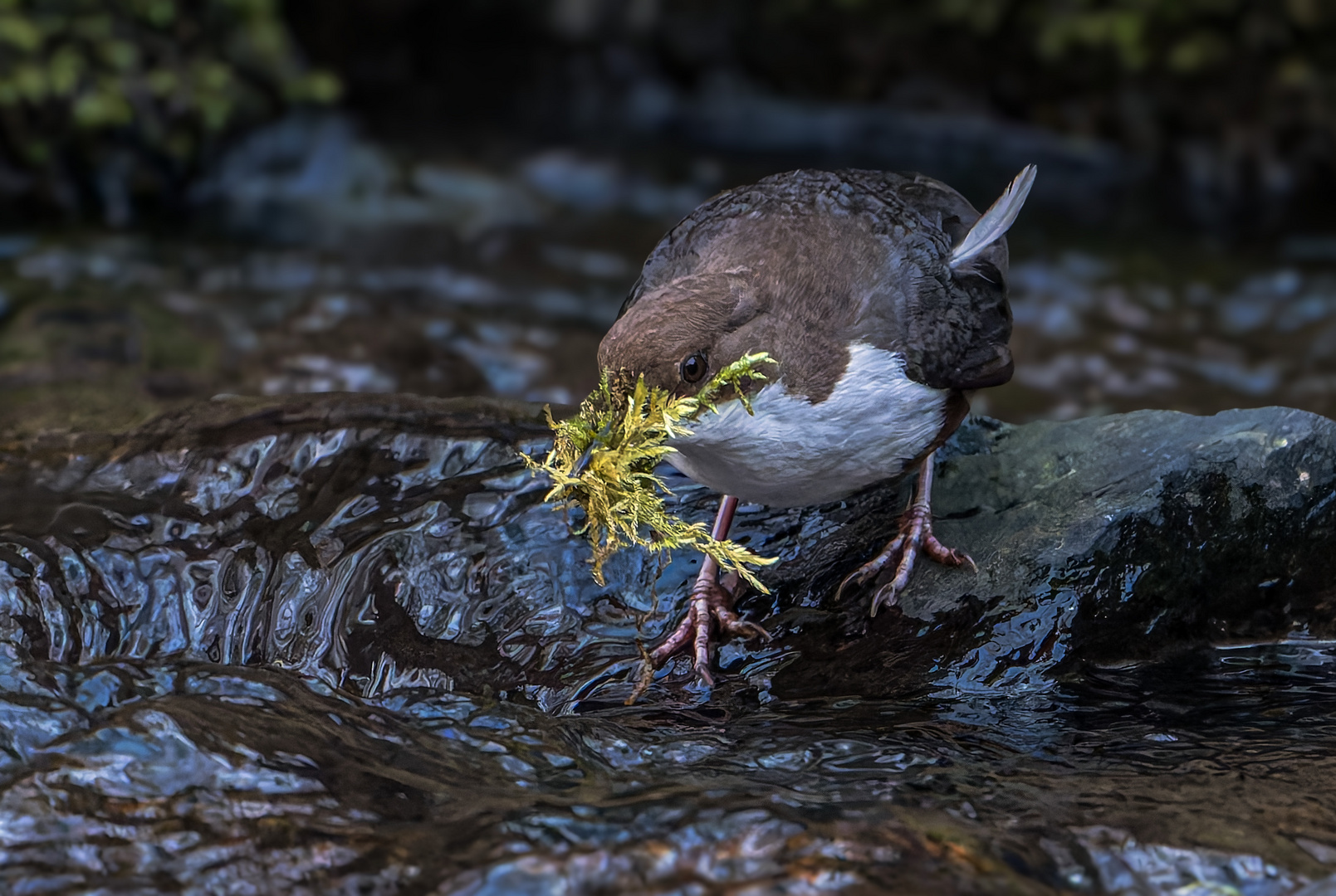Wasseramsel fleißig