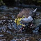 Wasseramsel fleißig