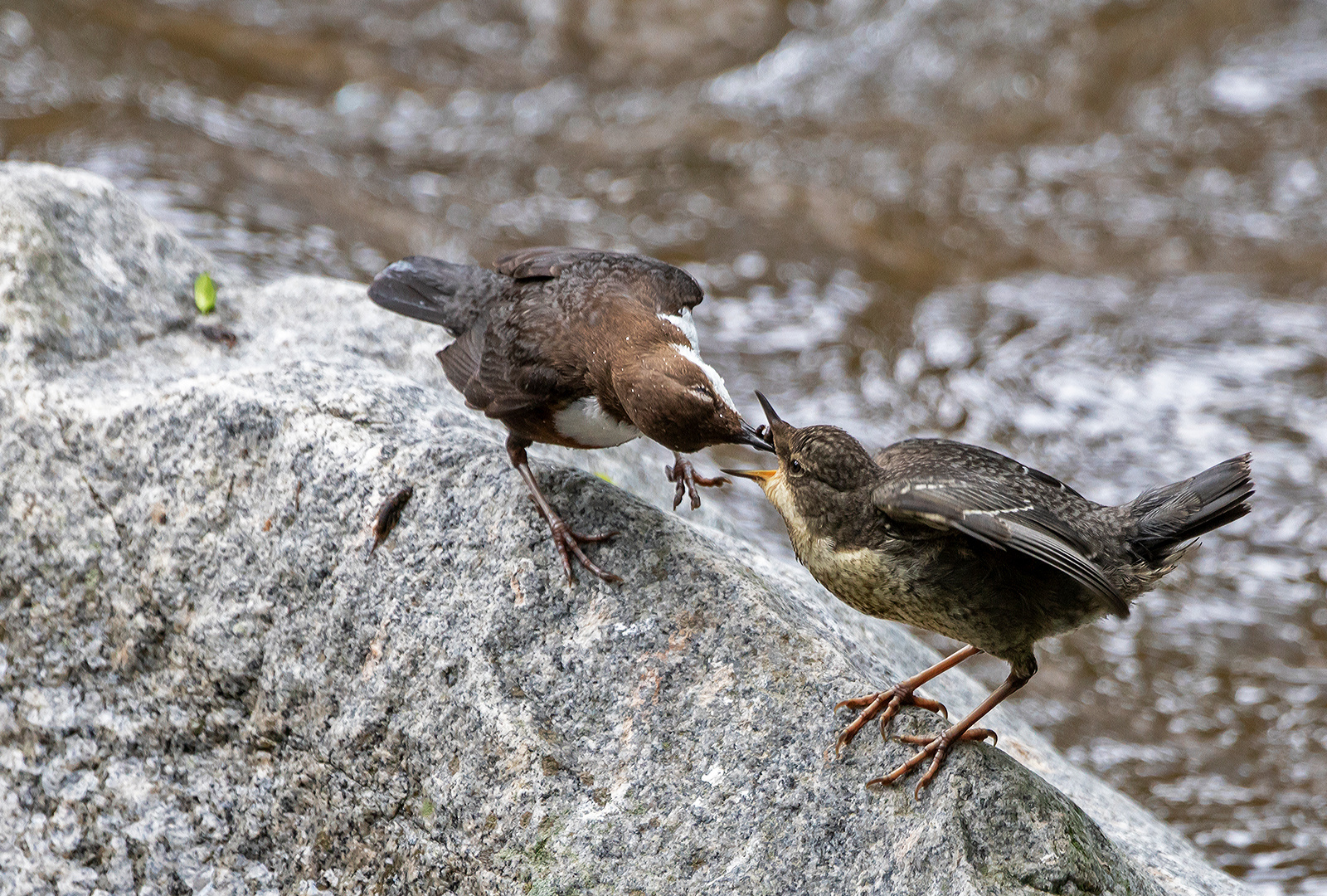 Wasseramsel füttert Jungvogel