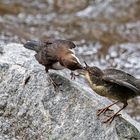 Wasseramsel füttert Jungvogel
