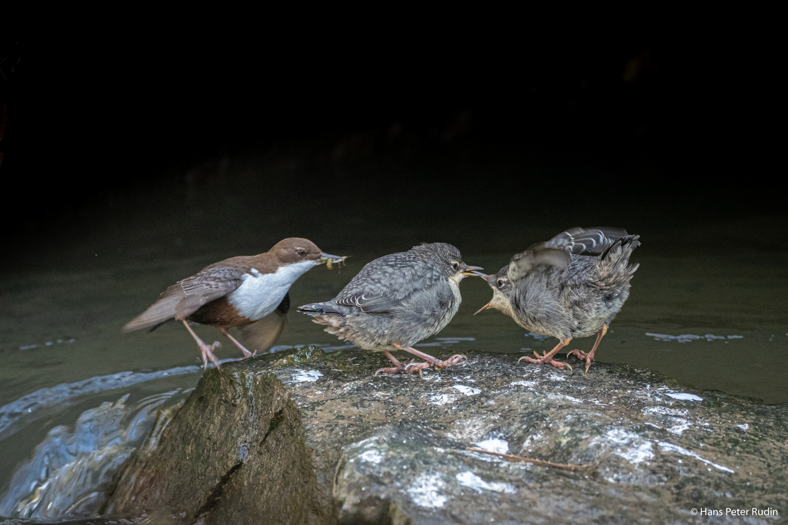 Wasseramsel – Fütterung