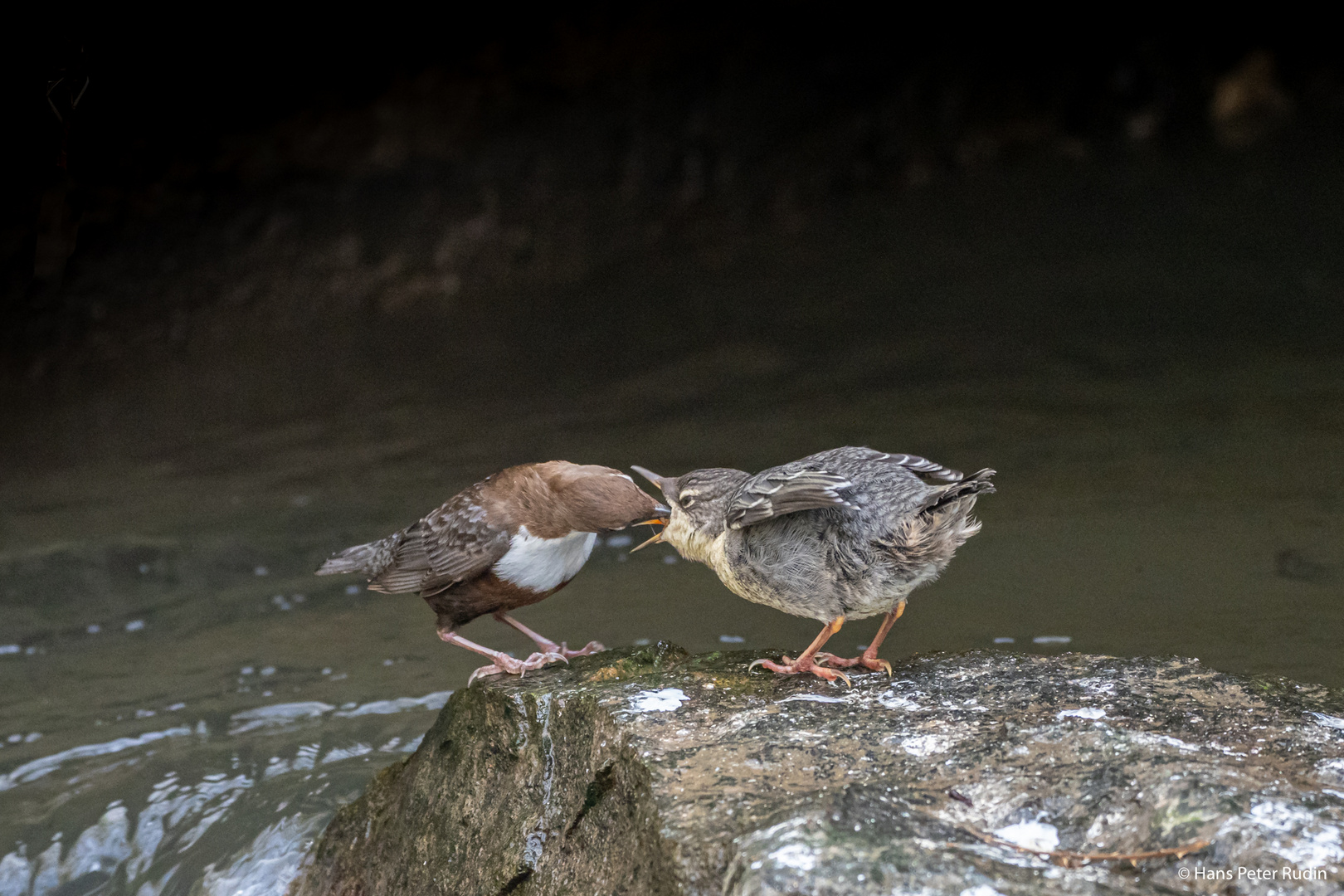 Wasseramsel – Fütterung