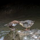 Wasseramsel – Fütterung