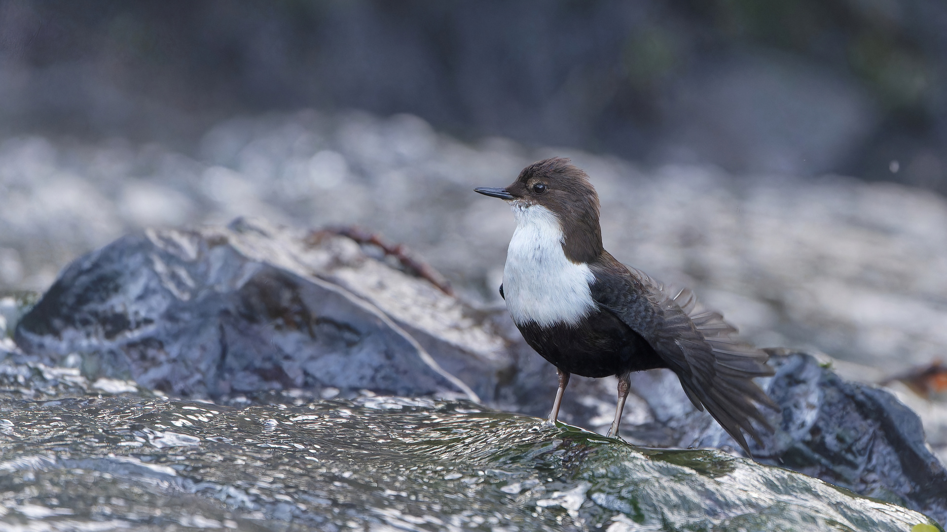 Wasseramsel Gefiederpflege