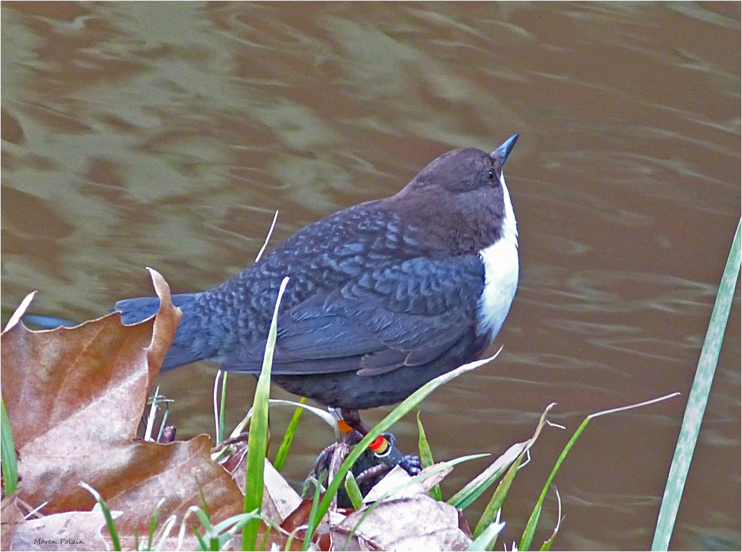 Wasseramsel geschmückt