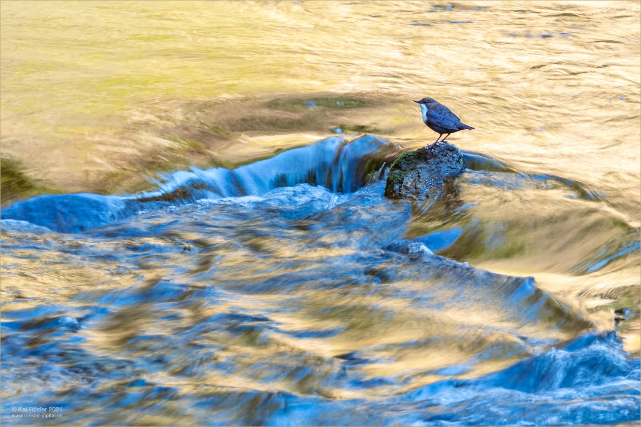 Wasseramsel, goldumflossen