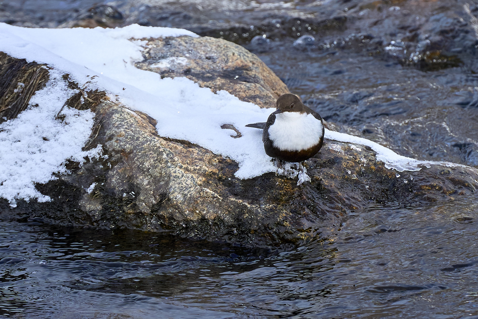 Wasseramsel, gut getarnt 