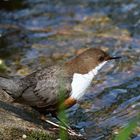 Wasseramsel hält Ausschau