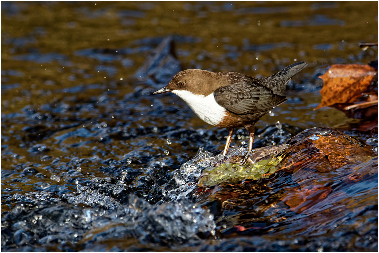 Wasseramsel Hahn