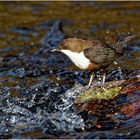 Wasseramsel Hahn