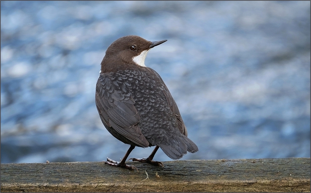 Wasseramsel  I