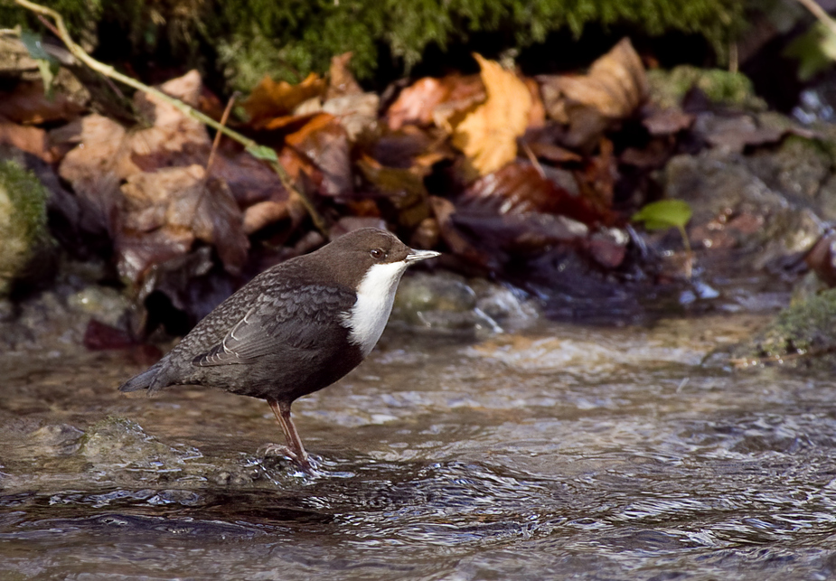 Wasseramsel II