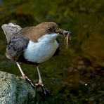 Wasseramsel II - Cinclus cinclus