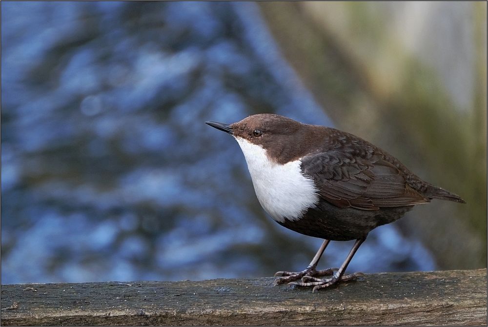 Wasseramsel II