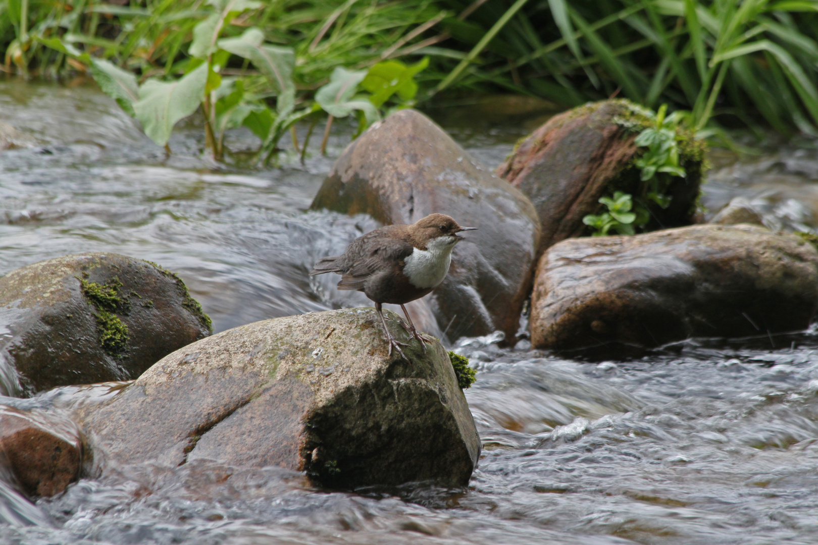 Wasseramsel II