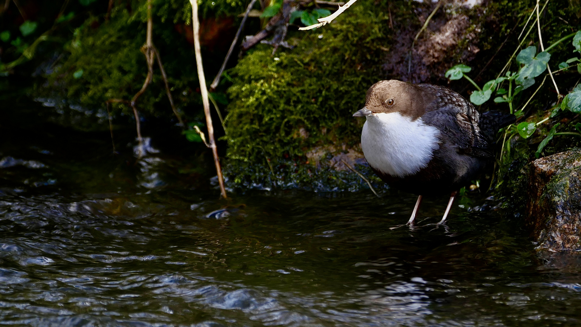 Wasseramsel II