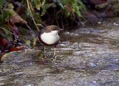 Wasseramsel III