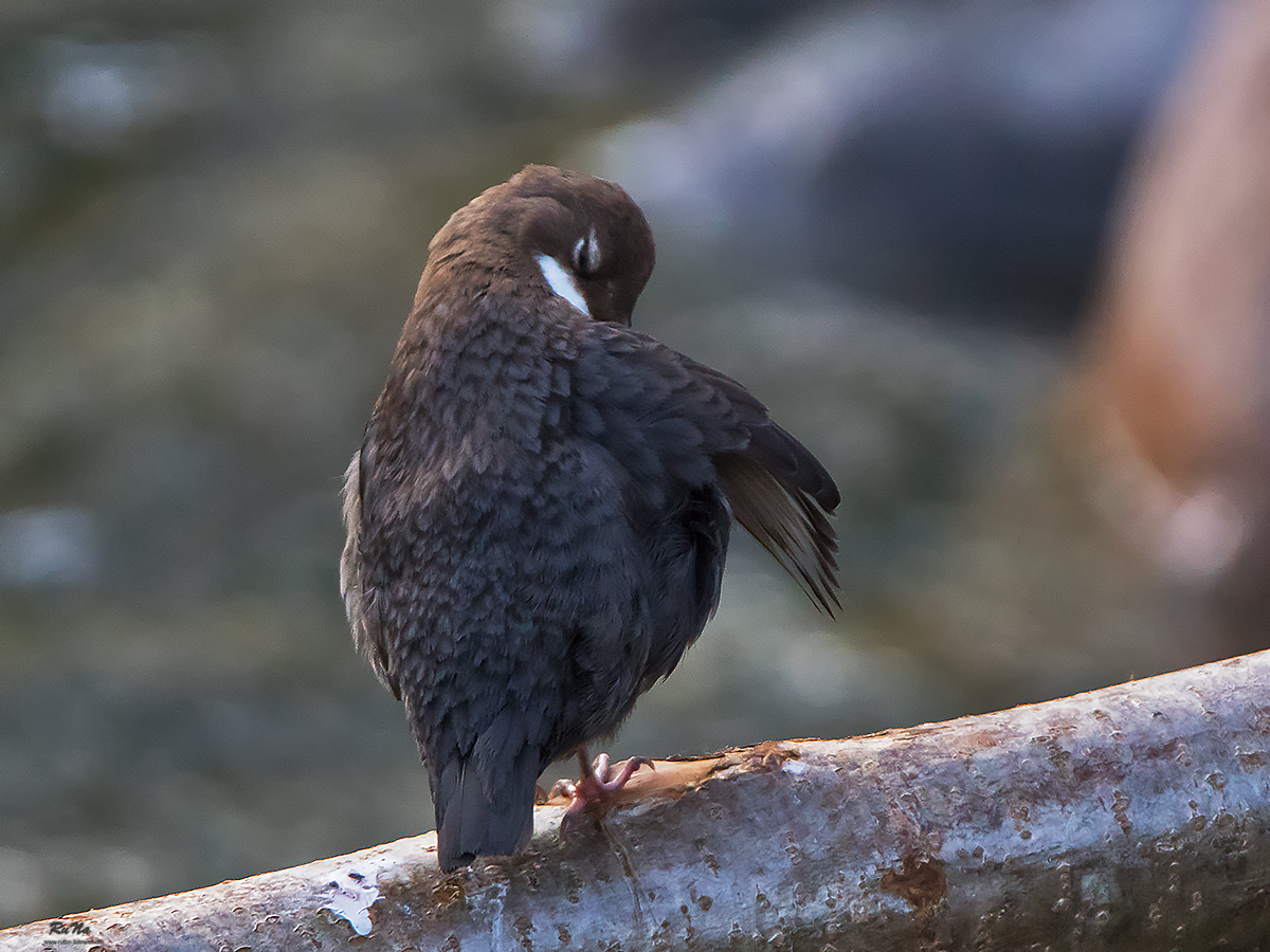 Wasseramsel III - Cinclus cinclus