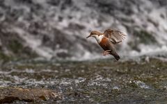 Wasseramsel im Anflug