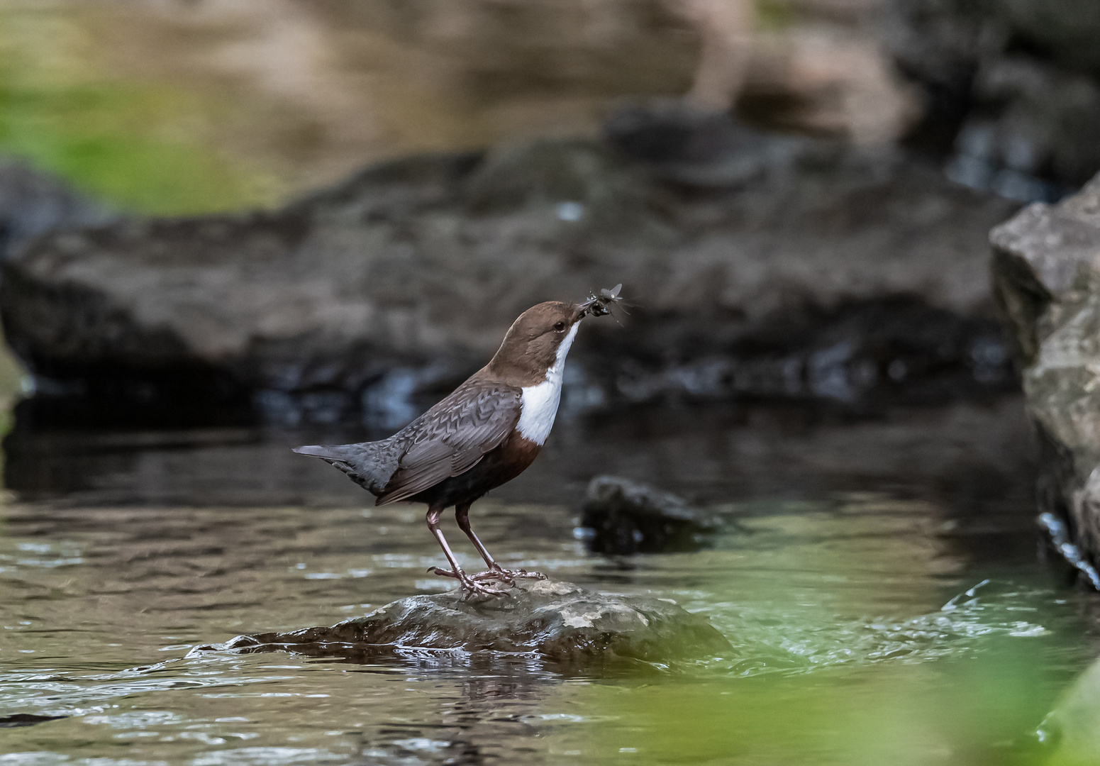 Wasseramsel im Bach ...